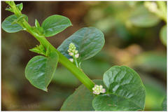 Basella alba
